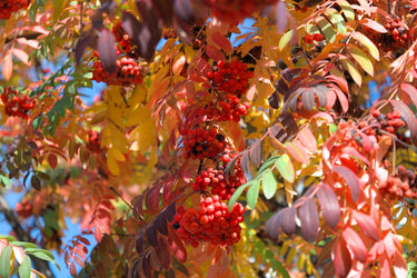 20 ASH TREE Mountain / Amur / Rowan - Sorbus Aucuparia Seeds